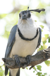 White-throated Magpie-Jay    Calocitta formosa
